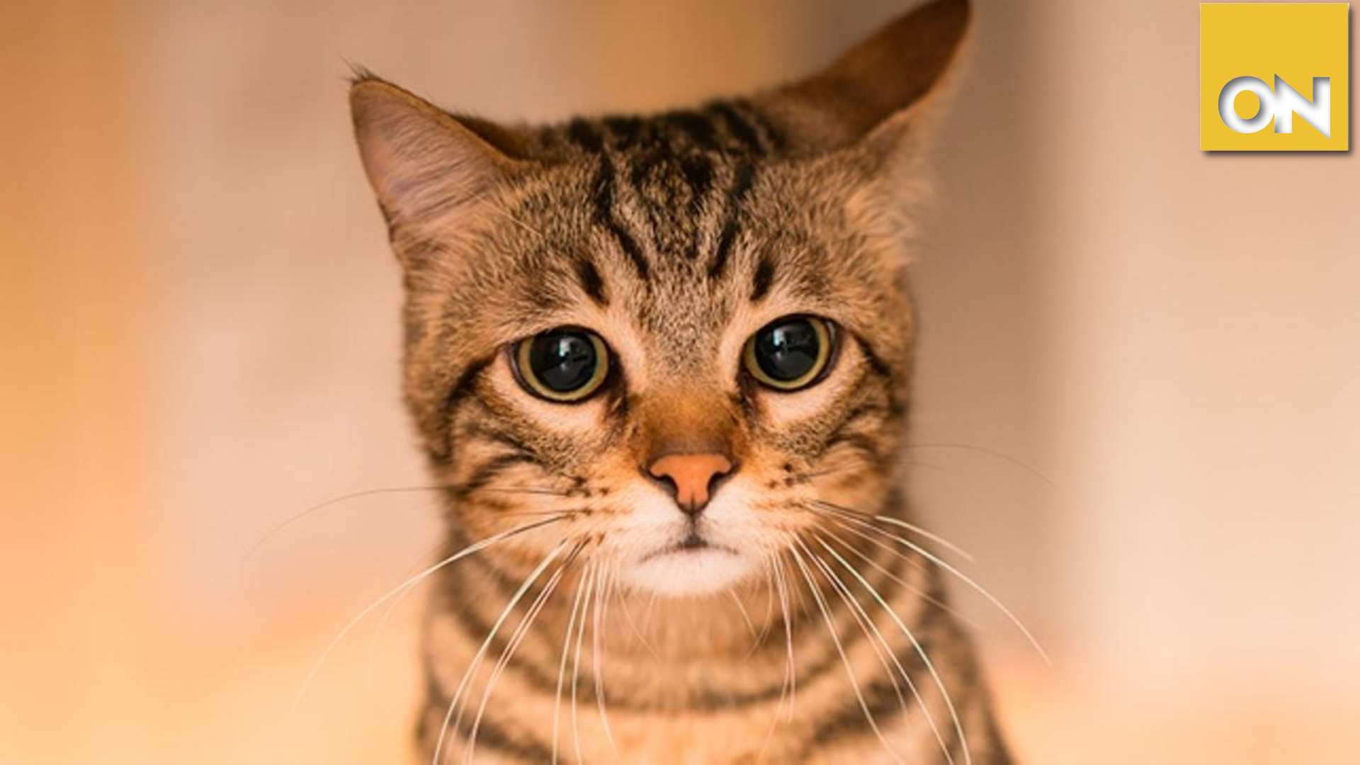 gatos