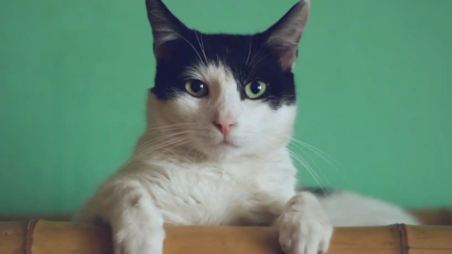El Gato