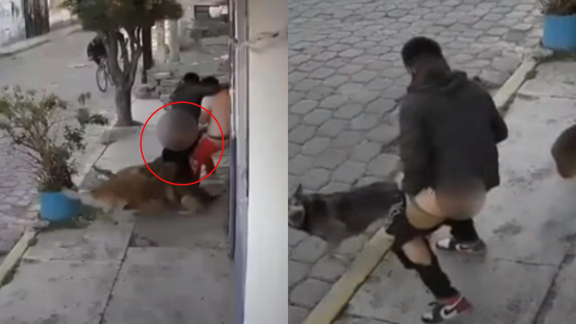 perros
