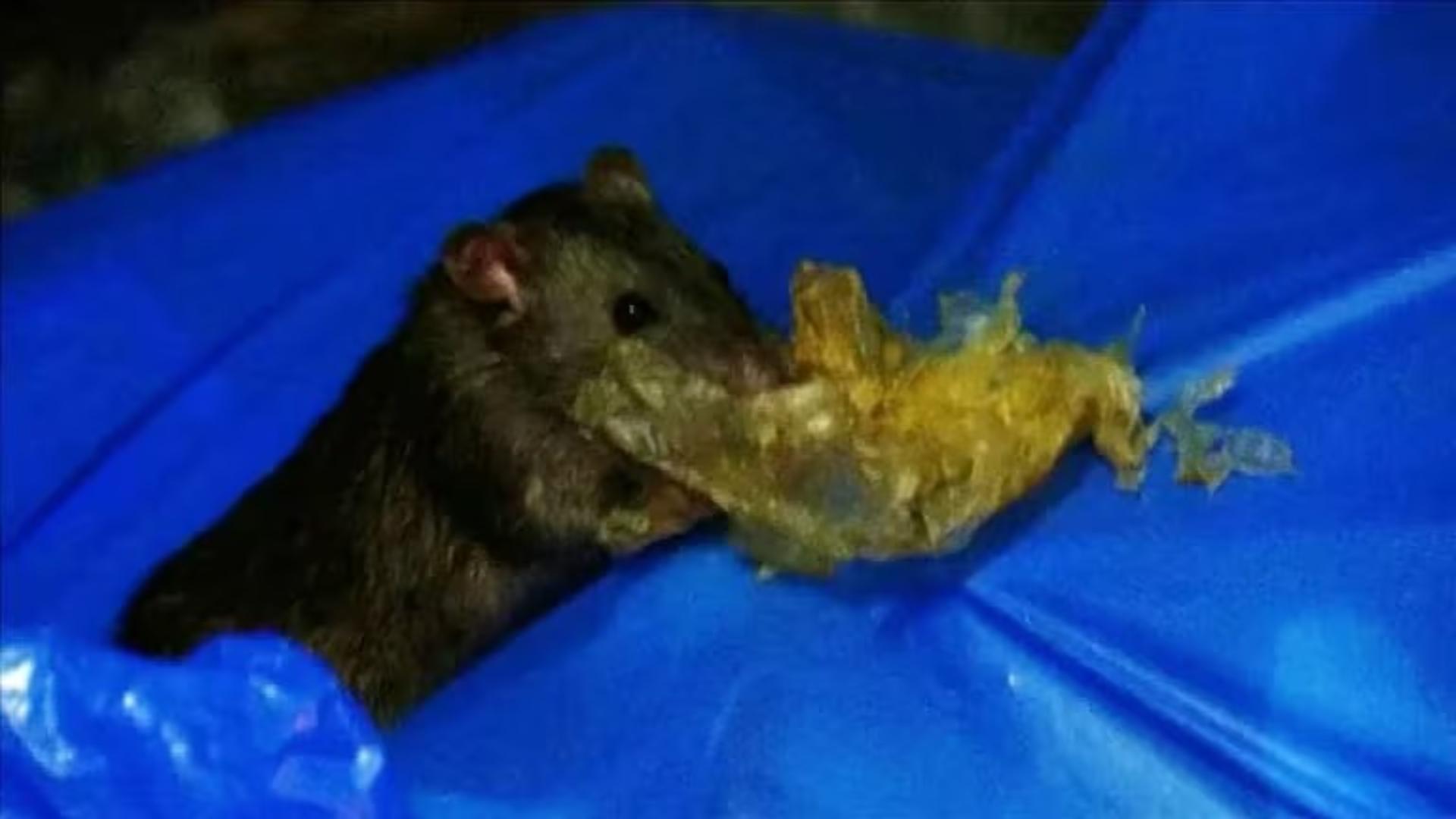 ratas marihuana
