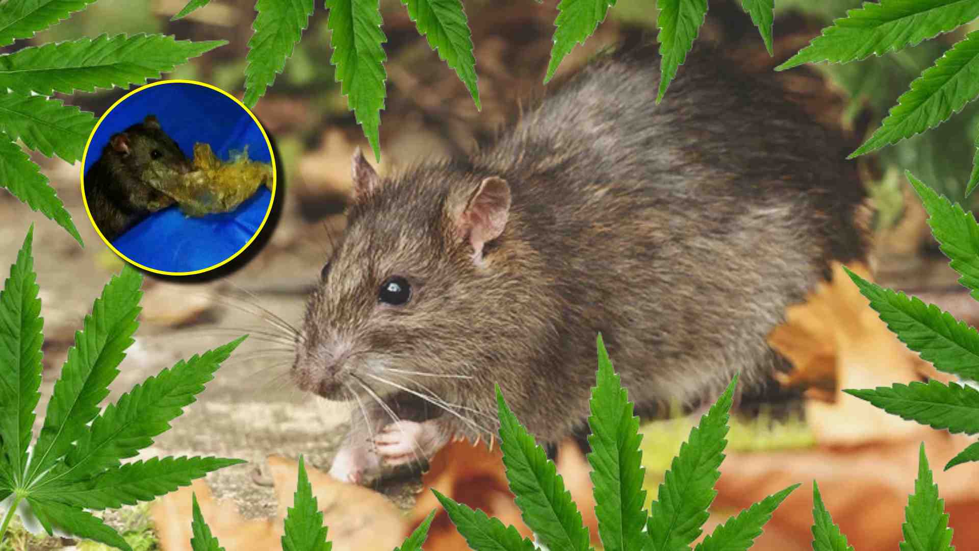 ratas marihuana