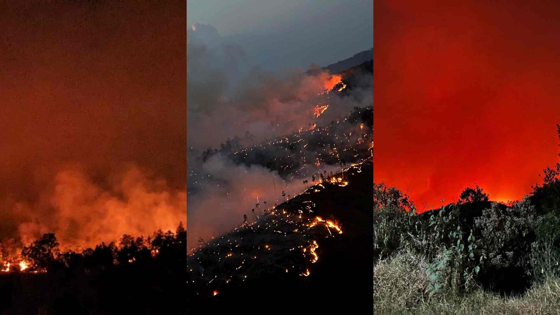 ¿Cuánto bosque se ha visto afectado tras voraz incendio en zona de amortiguamiento de La Tigra?