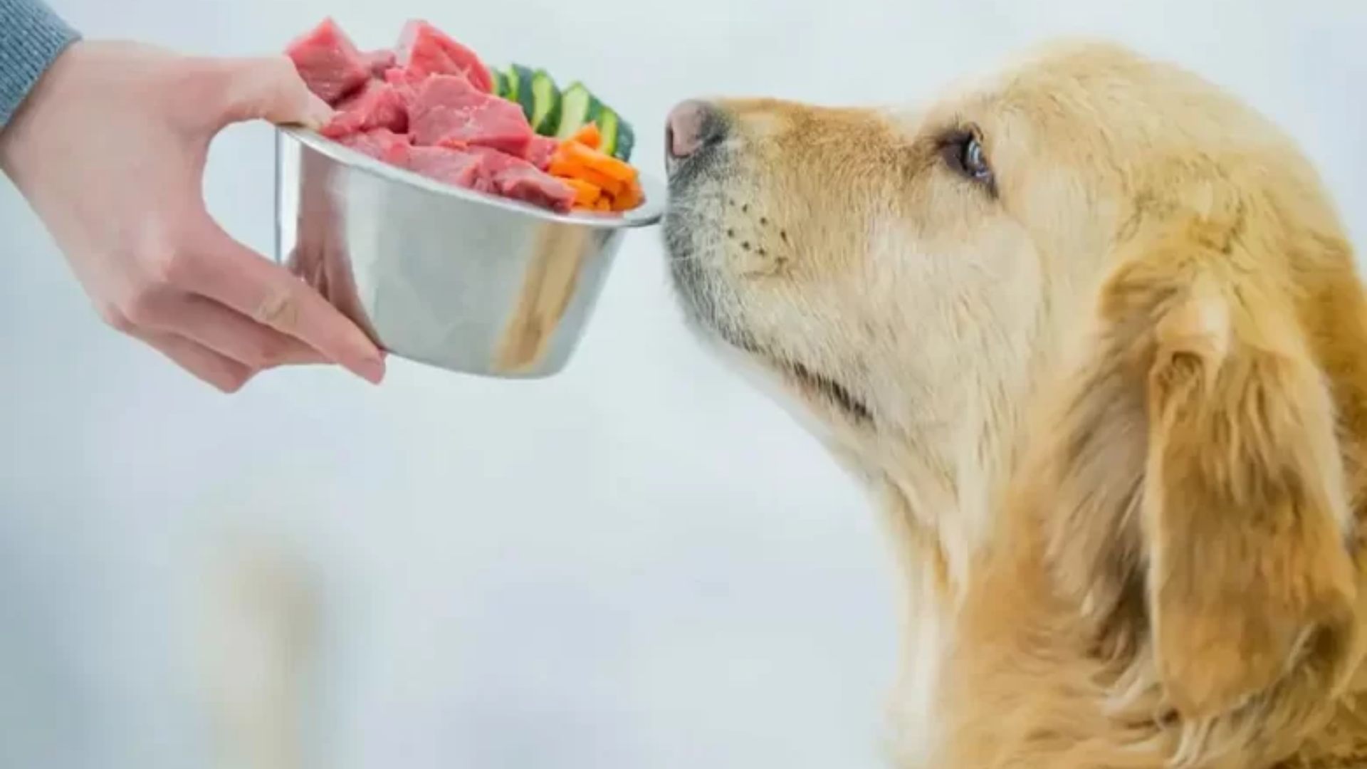 Conoce los alimentos caseros seguros para tu perro