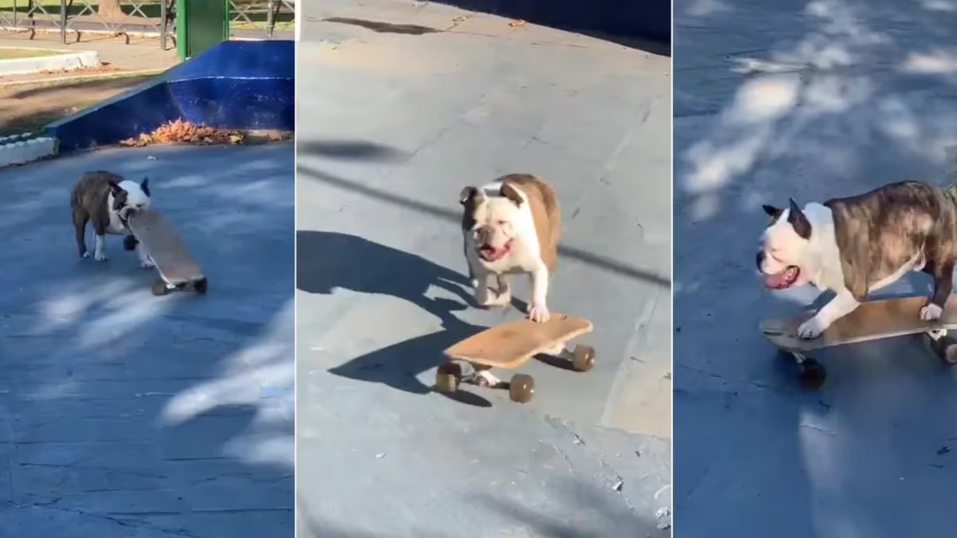 La sensación del momento 😎🐶 | Pomelo es el perro skater que se hizo viral por sus habilidades en la patineta