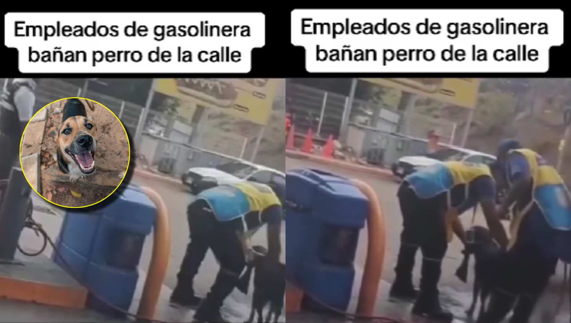 Hondureños virales por bañar a perrito callejero