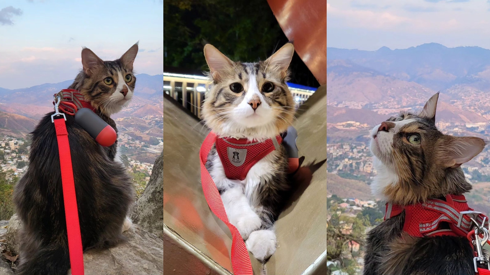 Conoce a Kai el gato viajero que recorre Honduras