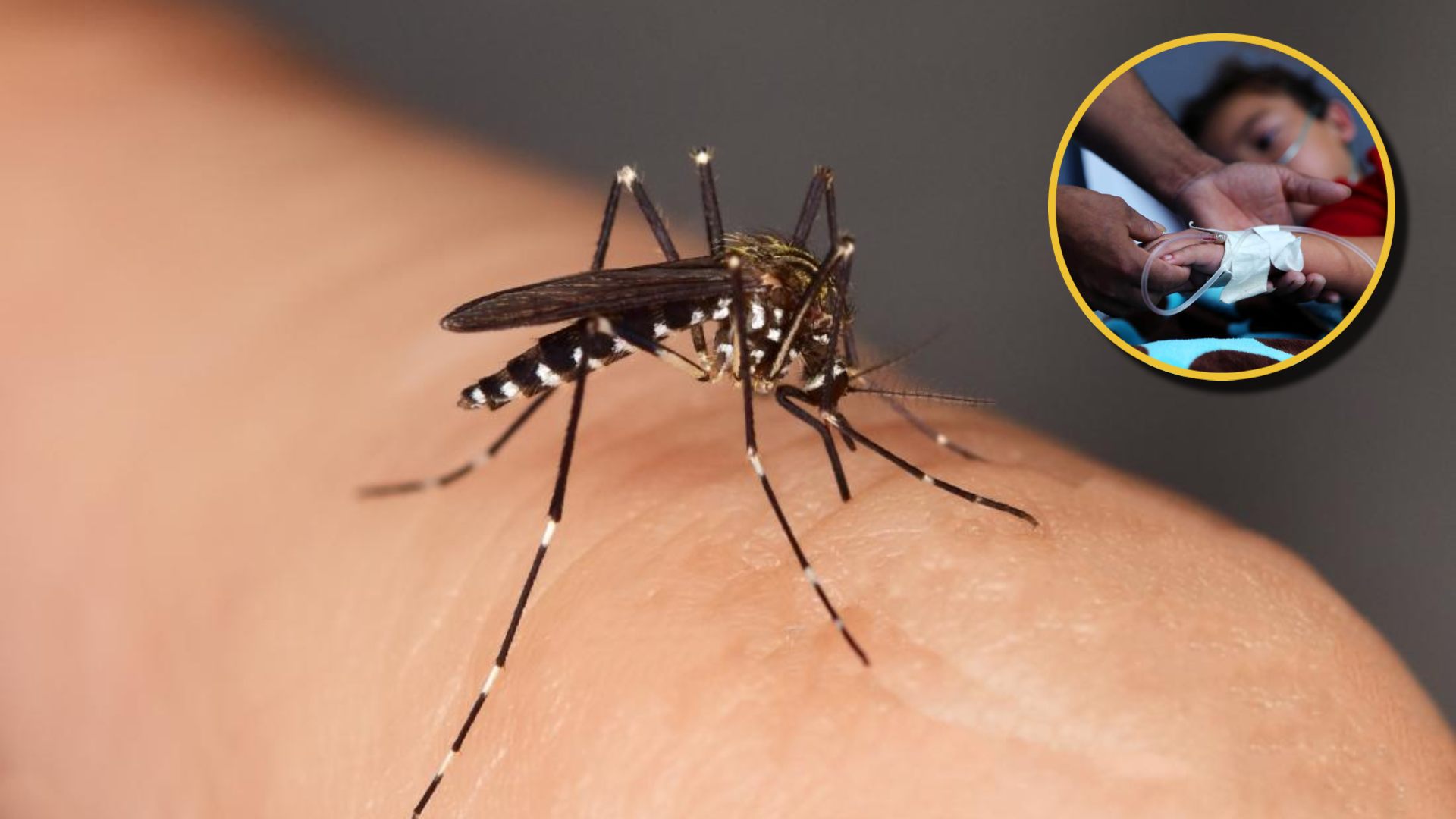 ¡Alarma! En incremento los casos de dengue en la capital
