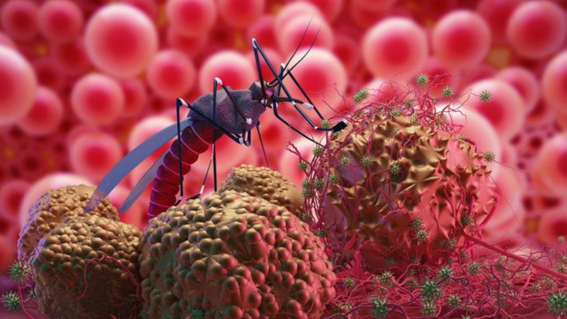 Con estas características podrás identificar el mosquito transmisor del dengue