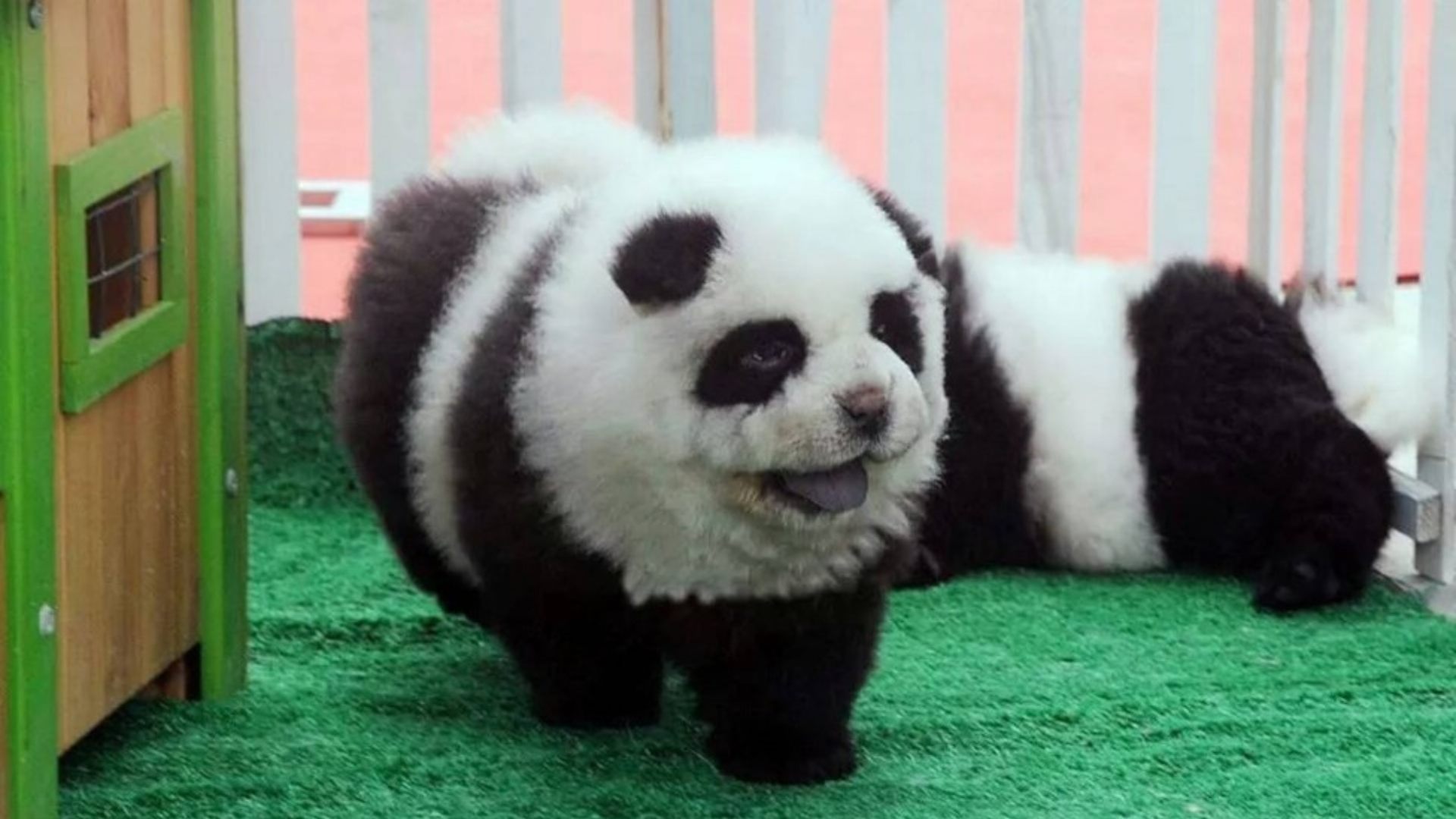 "Los pintaron" Zoológico es denunciado por hacer pasar perros por pandas