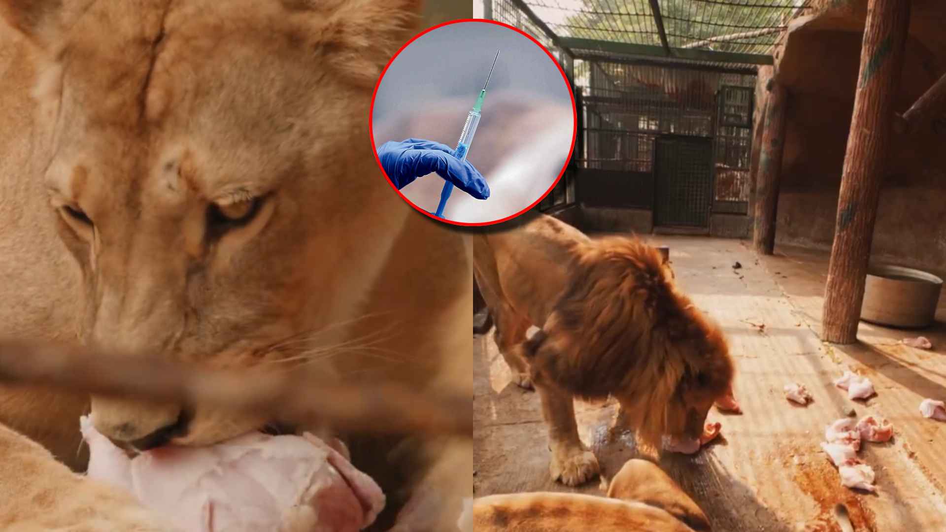Al menos 10 animales como candidatos de eutanasia ante estado de salud que se encuentran en Joya Grande
