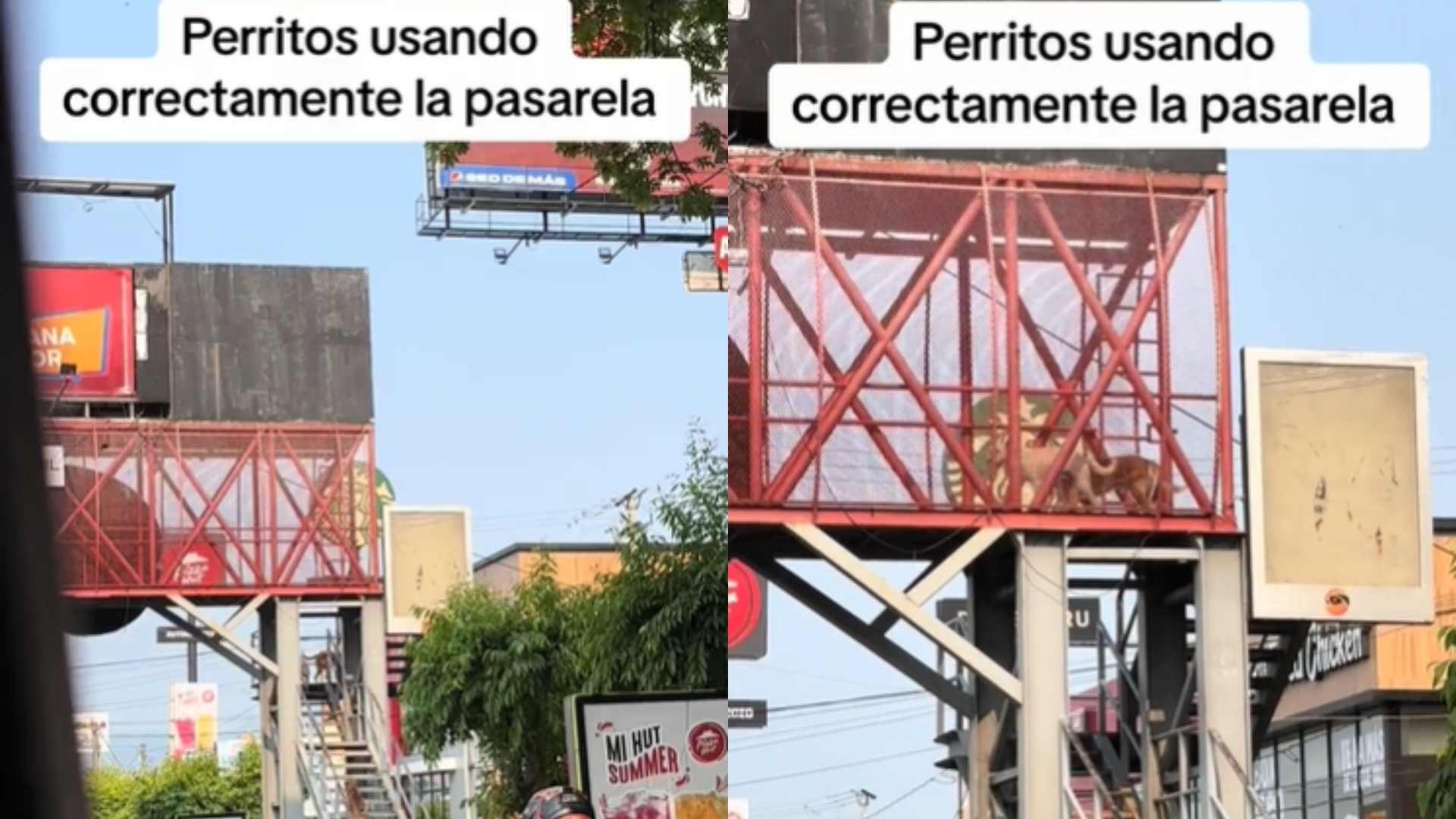 Perritos virales dan clases de educación vial