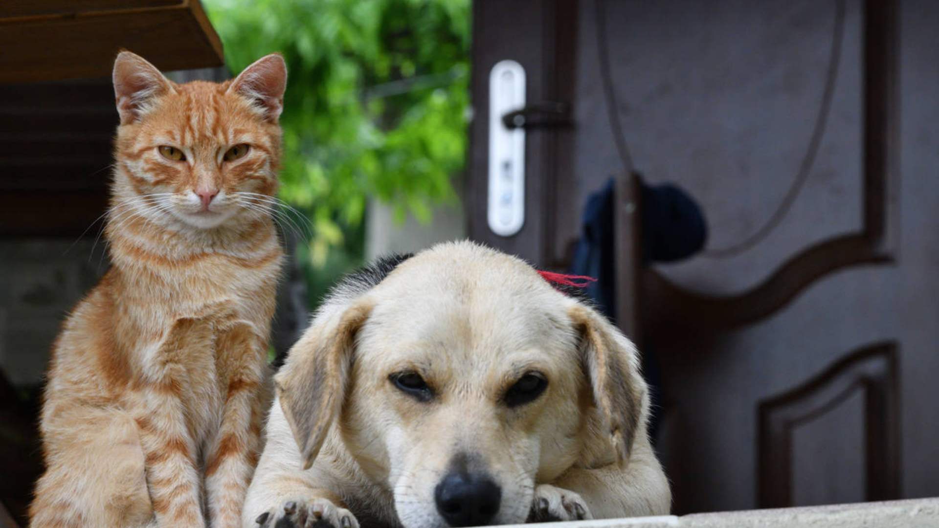 Aire tóxico afecta salud de las mascotas en Honduras
