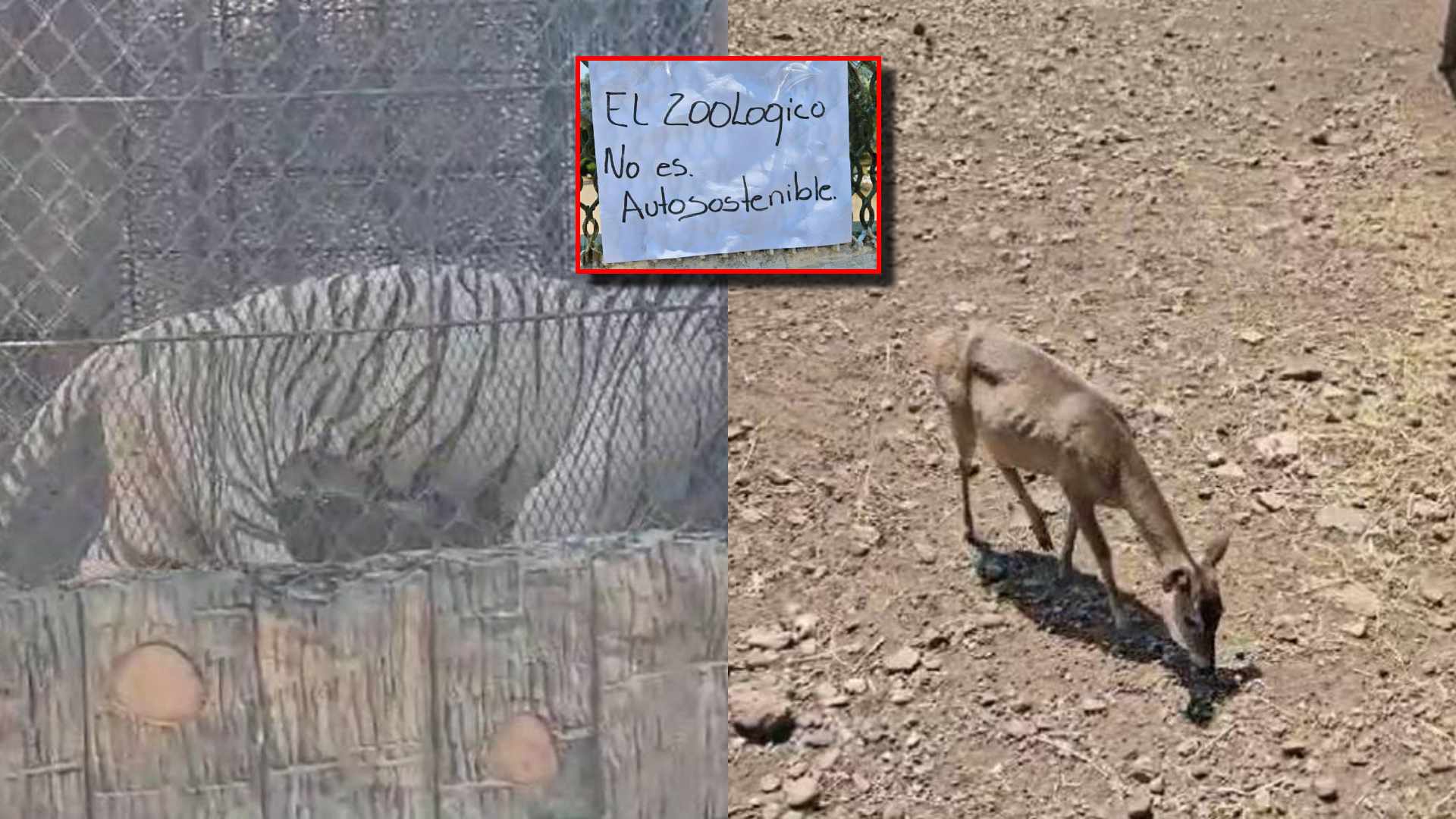 VIDEOGALERÍA| "Mueren de hambre": Animales en estado deplorable en zoológico Joya Grande