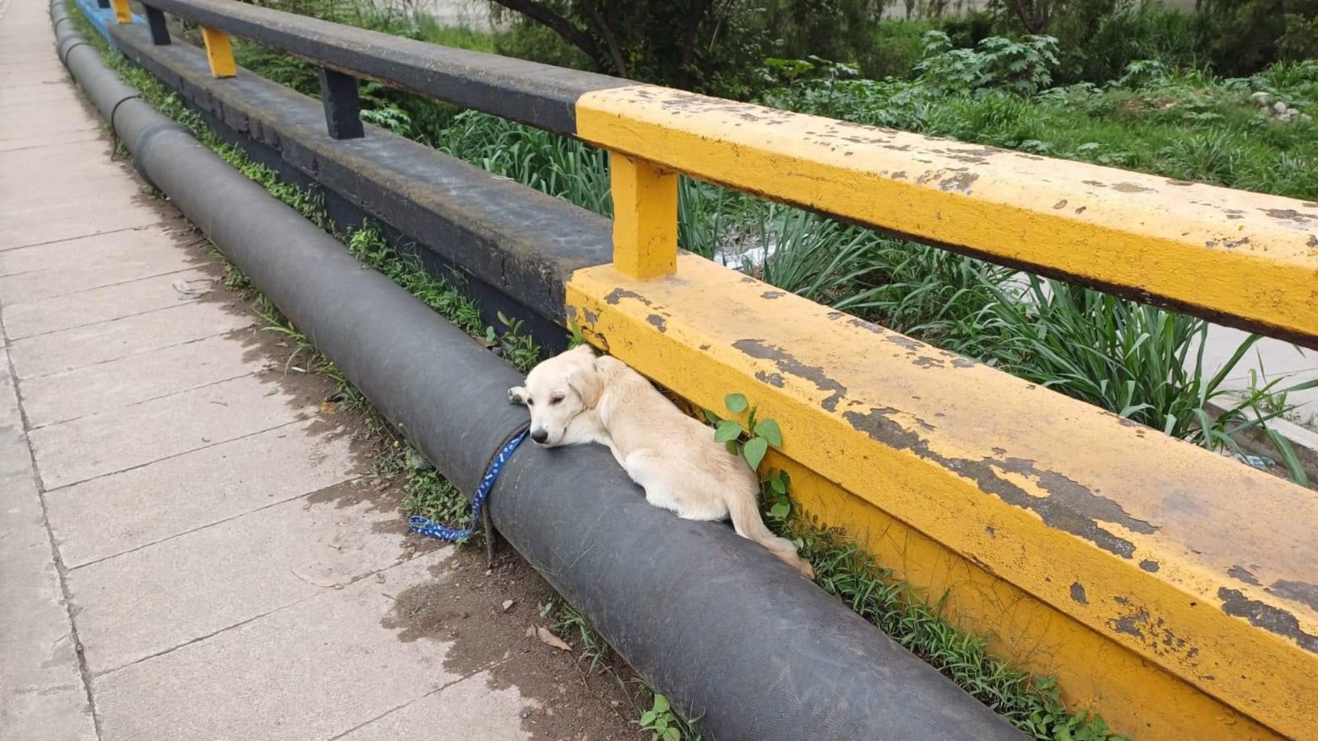 perrito abandonado