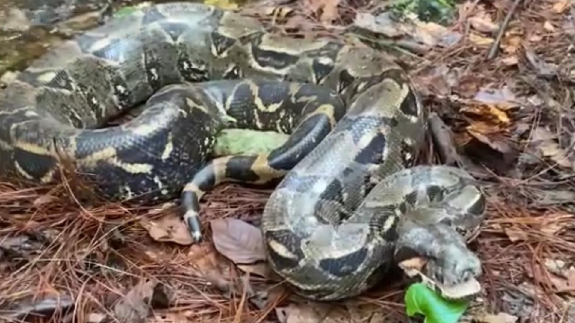 Liberan a Boa en Copán