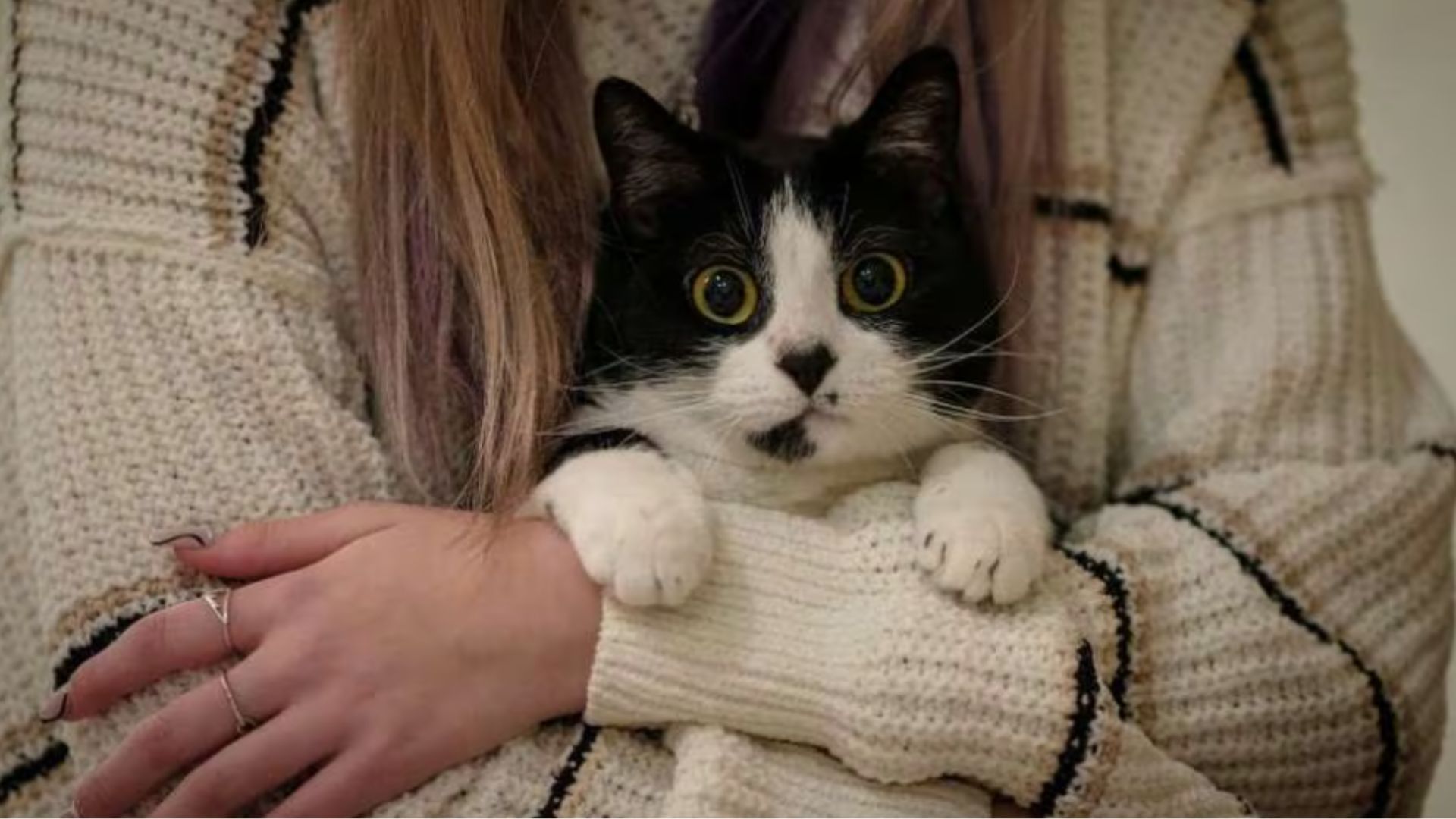 Empresa pagará hasta 10.000 dólares por abrazar gatos.