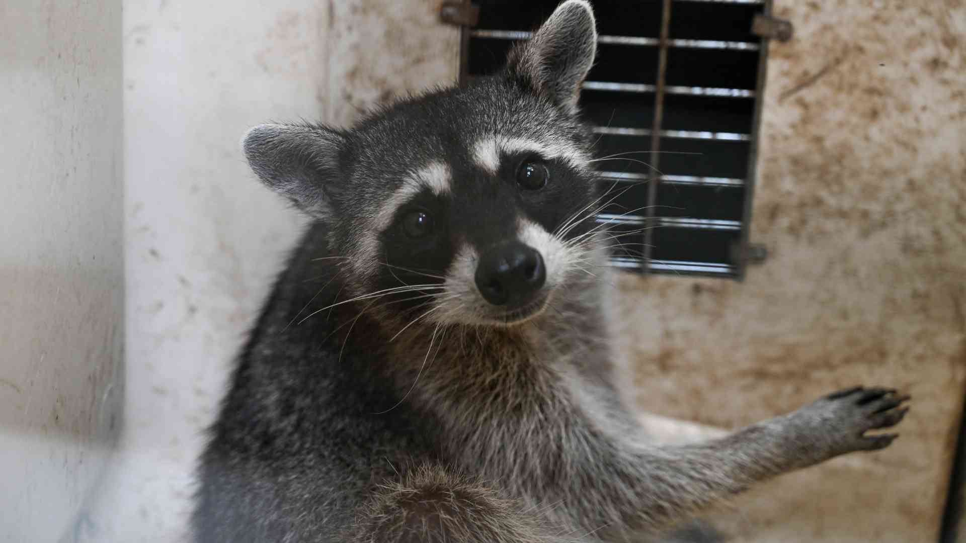 cárcel animales guatemala