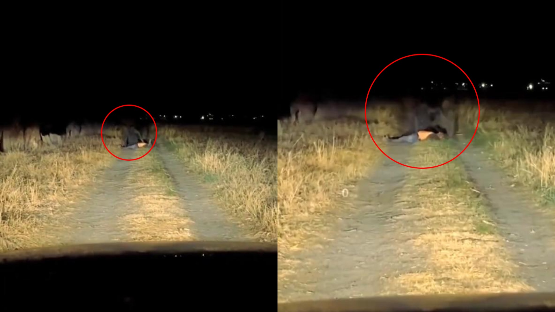 Captan extraña criatura rodeando a un hombre a media noche