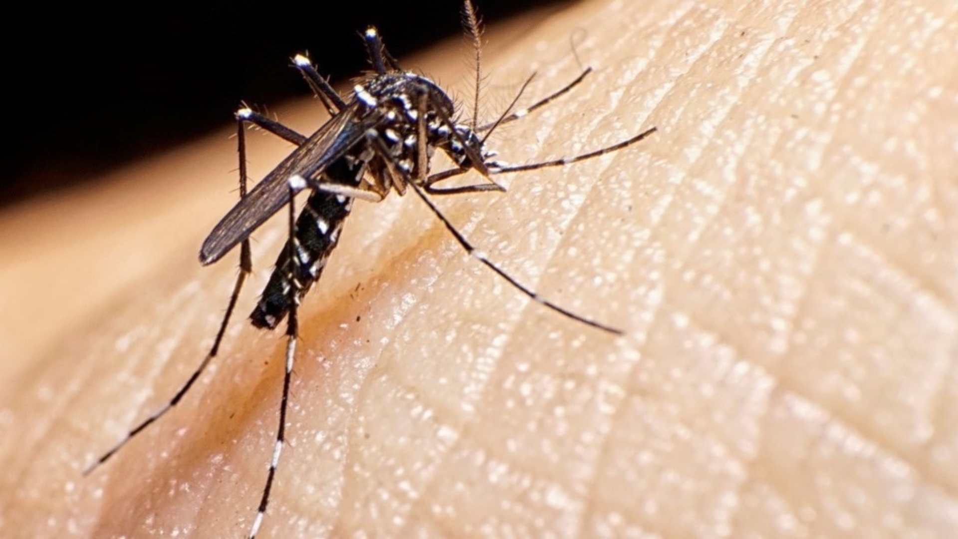 dengue