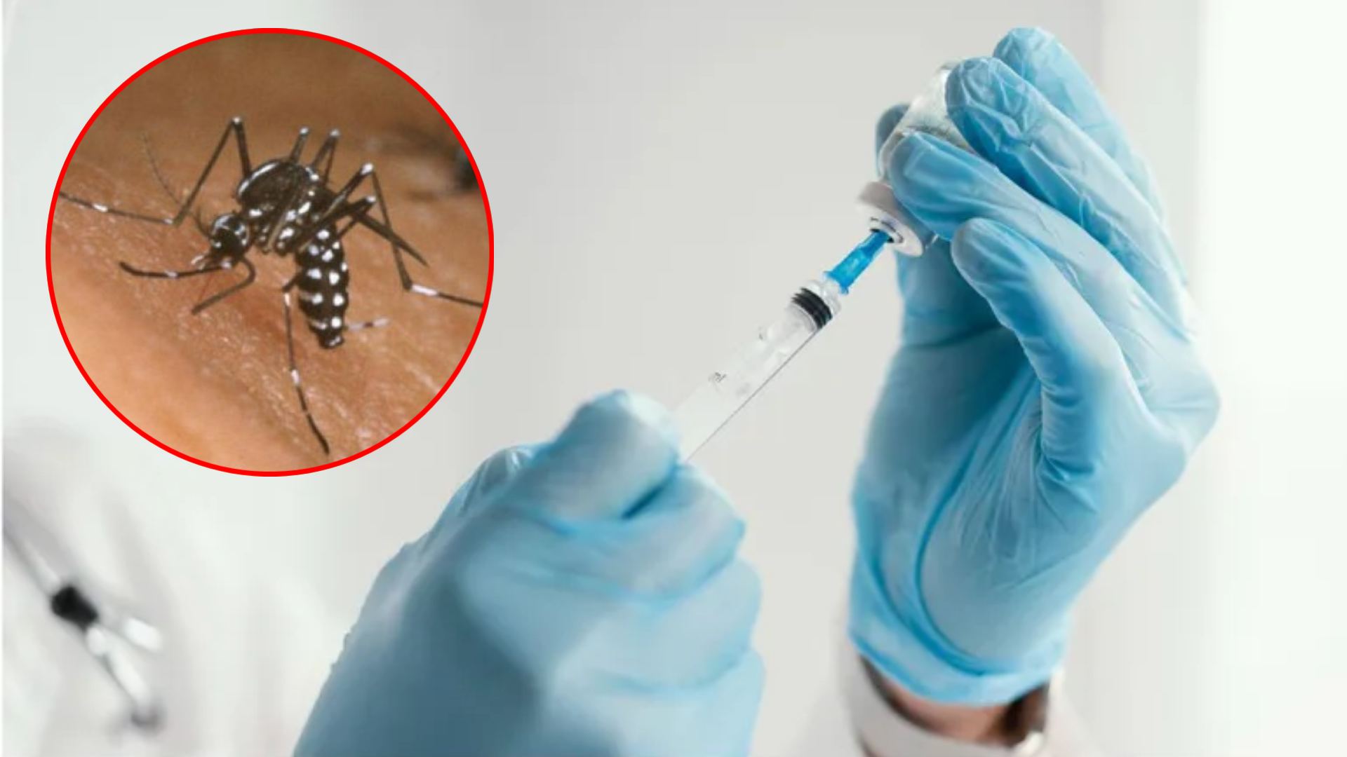 dengue