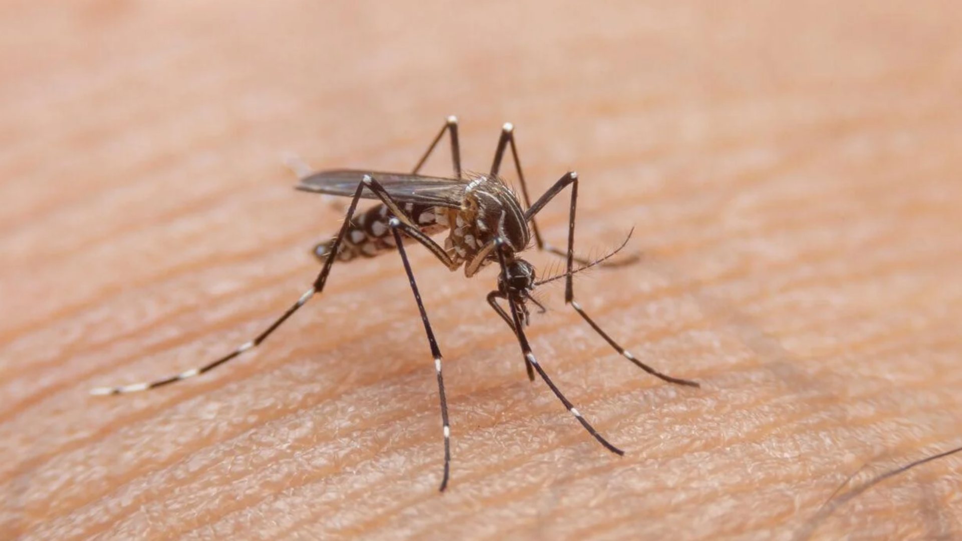 dengue
