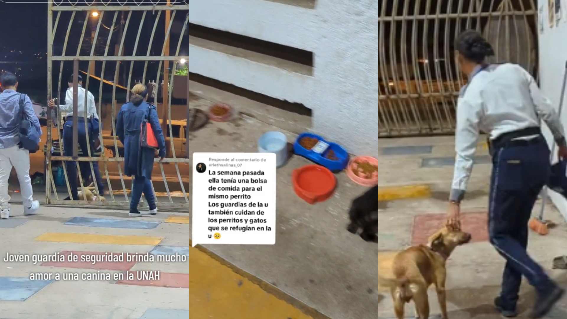 Guardia de la UNAH cuida a perritos y gatitos en entrada peatonal
