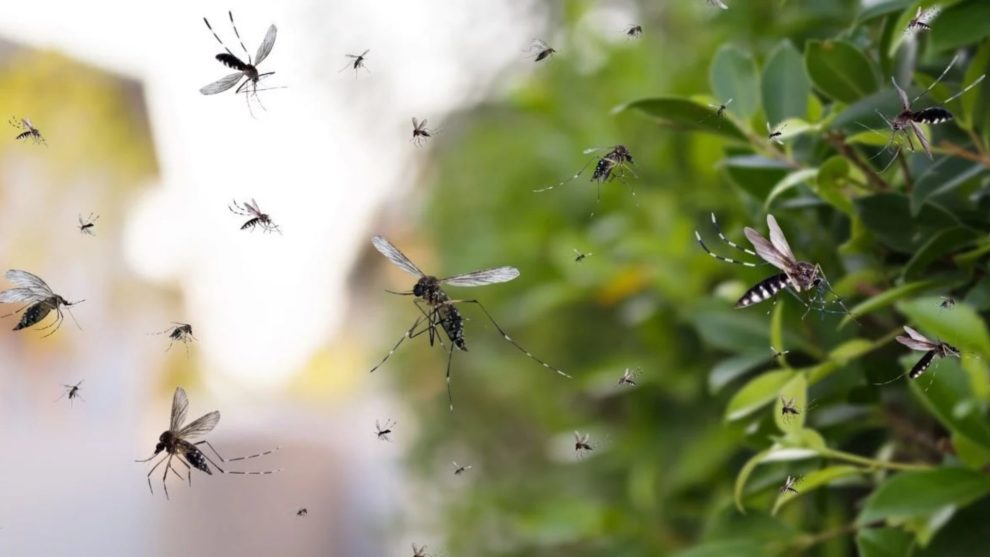 Con estos consejos puedes prevenir el dengue desde casa