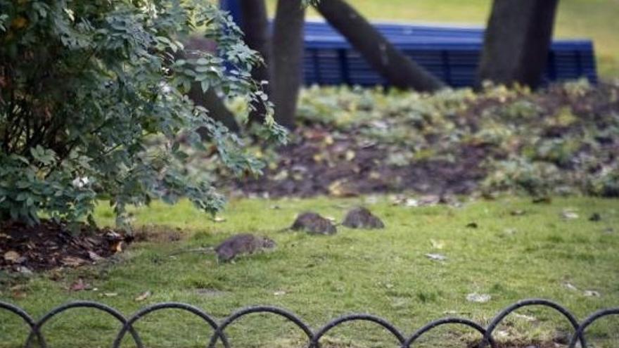 Ratas París
