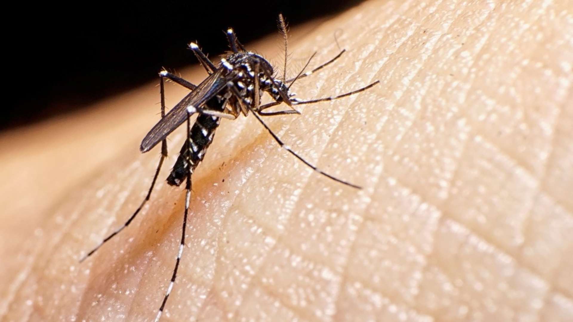 Continúan las muertes por dengue en Honduras