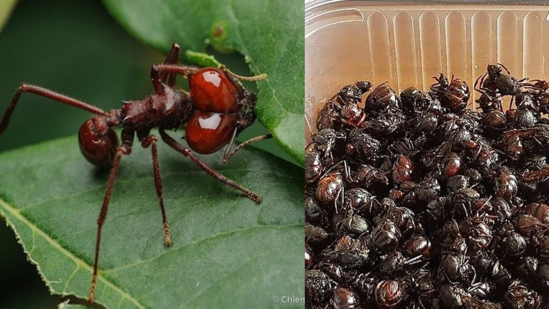 hormigas culonas