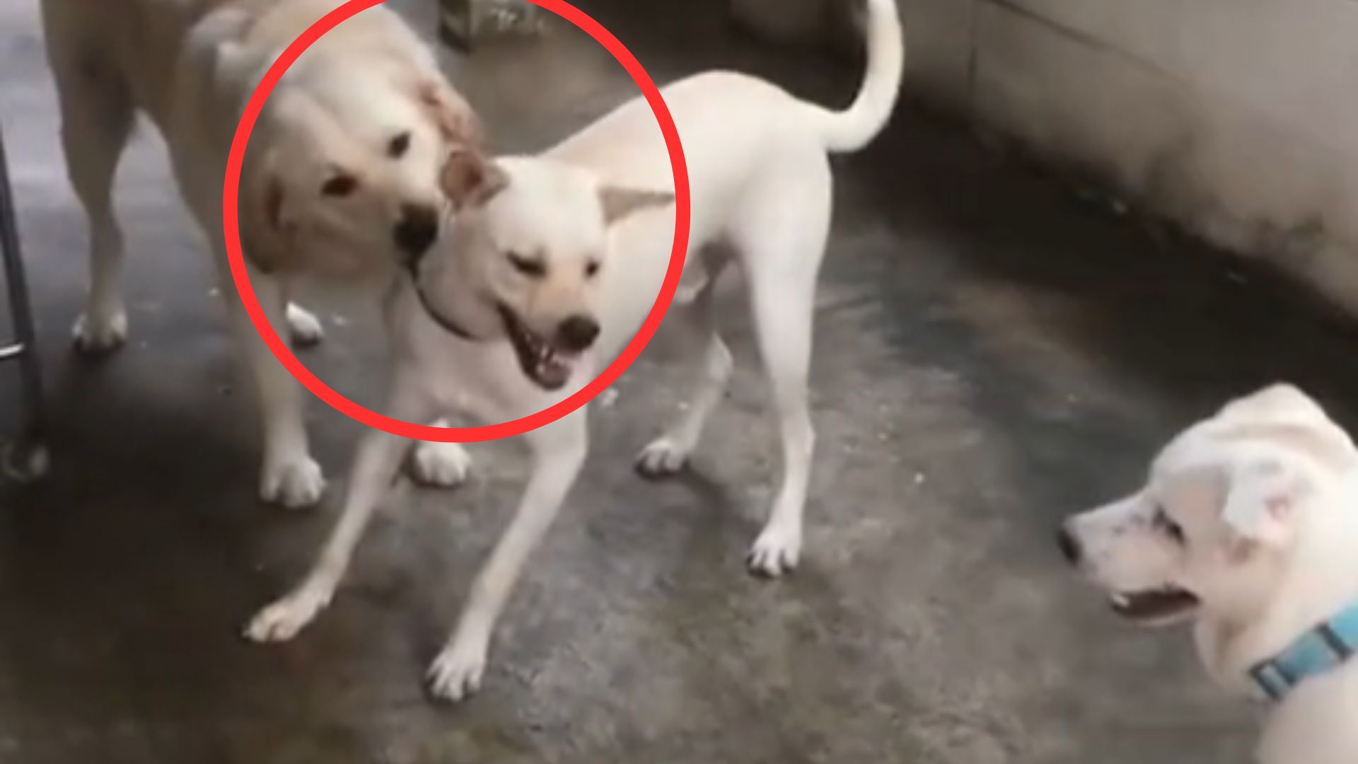 Perro evita que su compañero se pelee.