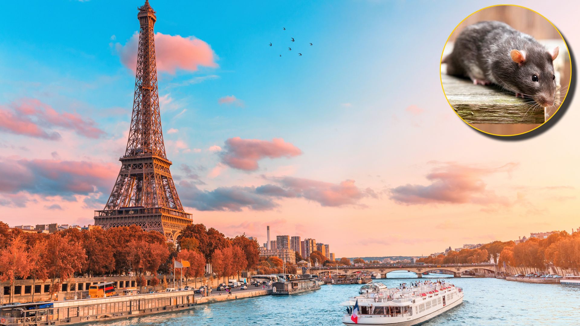 Ratas en París