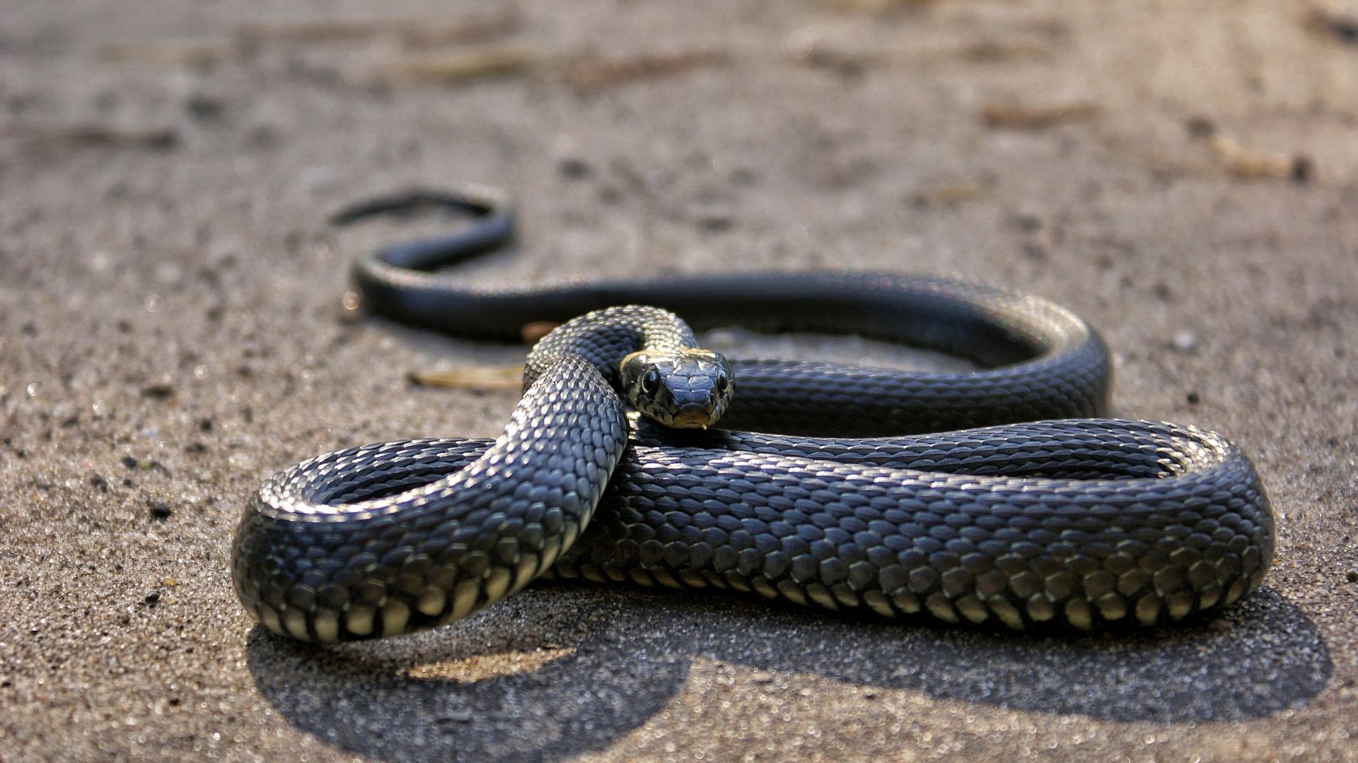 Santosh Lohar despertó en medio de la noche con una serpiente venenosa en su cama, pero en lugar de gritar o salir corriendo de la cama, mordió a la serpiente hasta matarla.