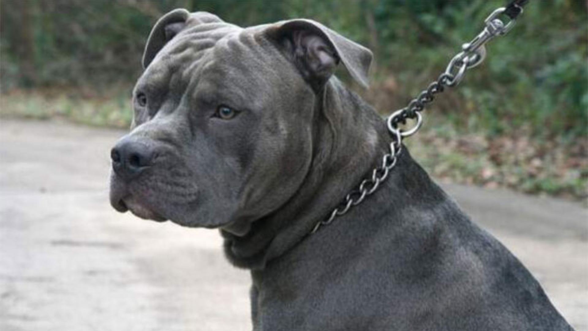 Duras medidas contra los perros pitbull solicitan hondureños