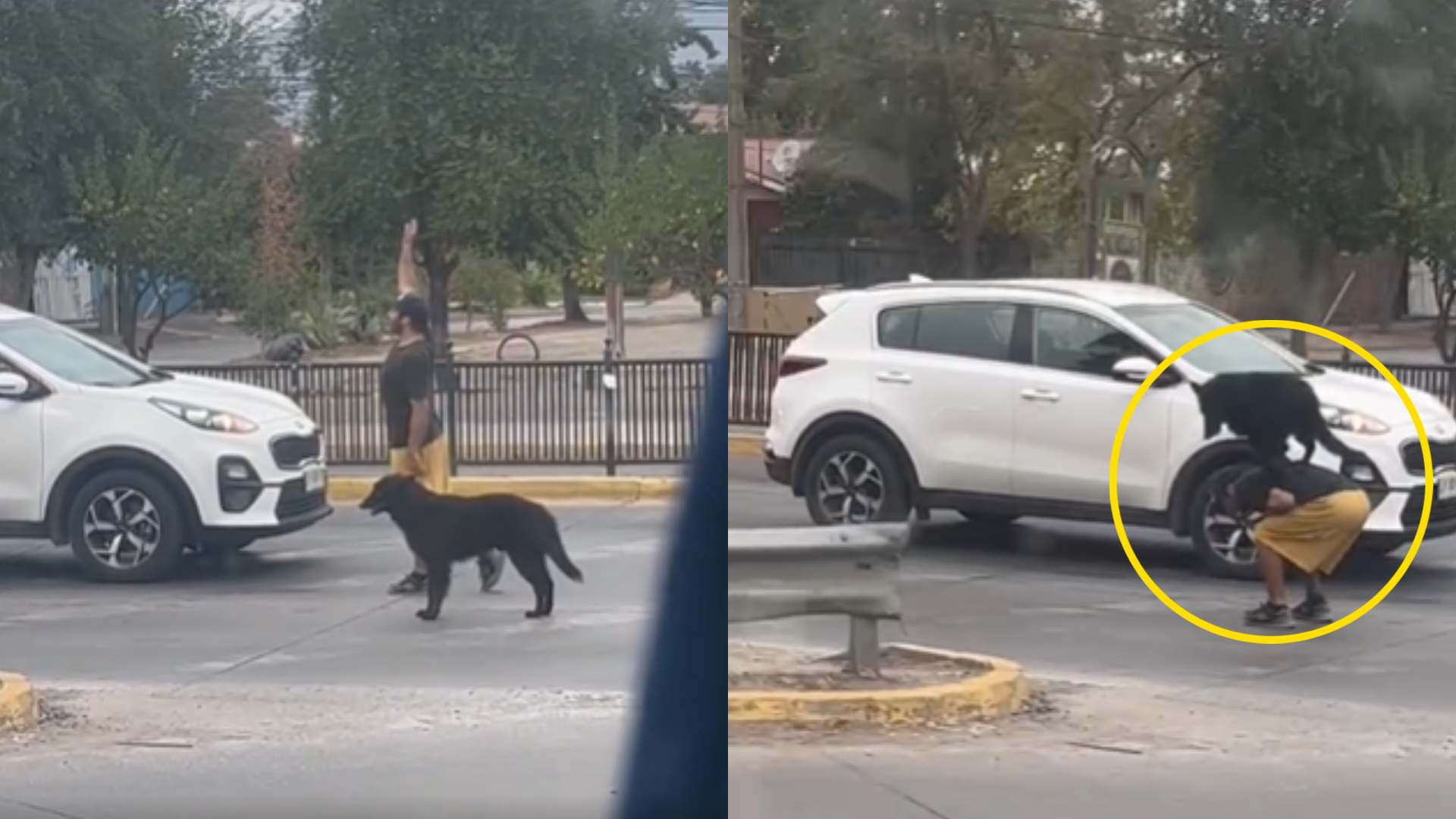 Hombre hace acrobacias con su perrito y se vuele viral