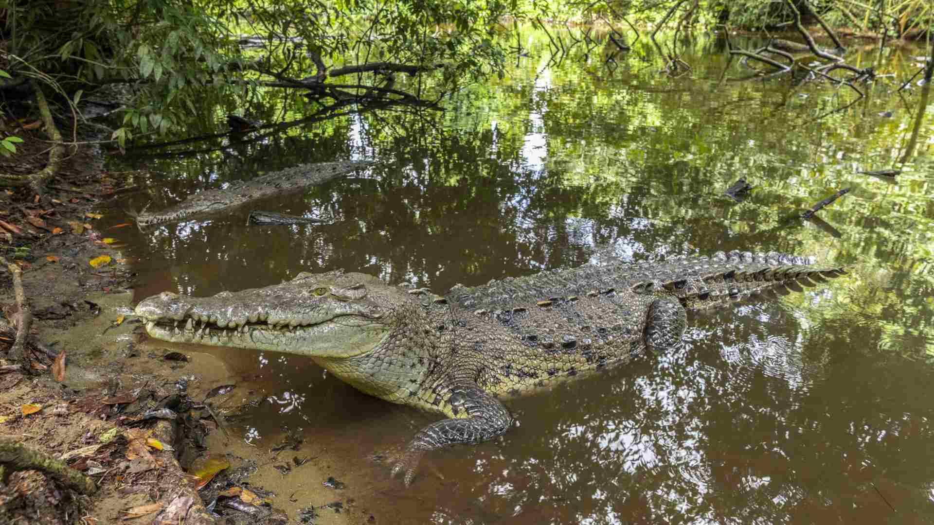 Niños son atacados por cocodrilo en Costa Los Amates, Valle