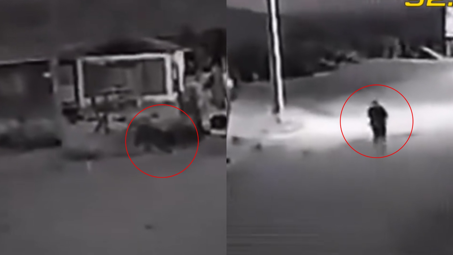Perro se convierte en hombre