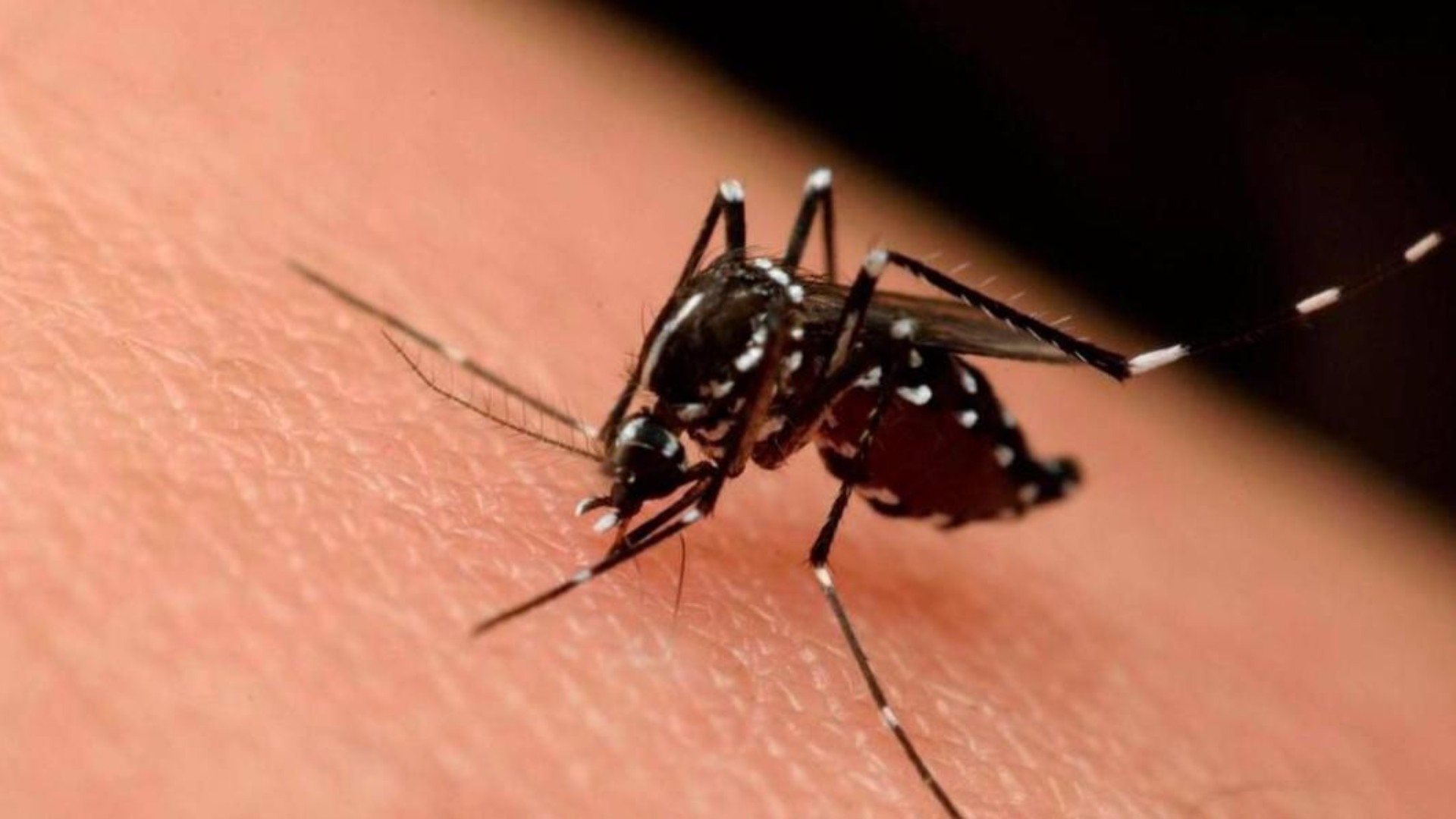 Dengue en Honduras