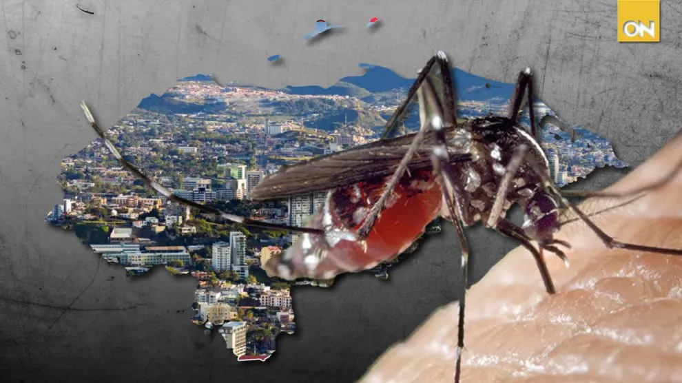 Solo en el séptimo mes de 2024 se logró acumular más de 9,300 casos de dengue, siendo que tiene picos más elevados del año.