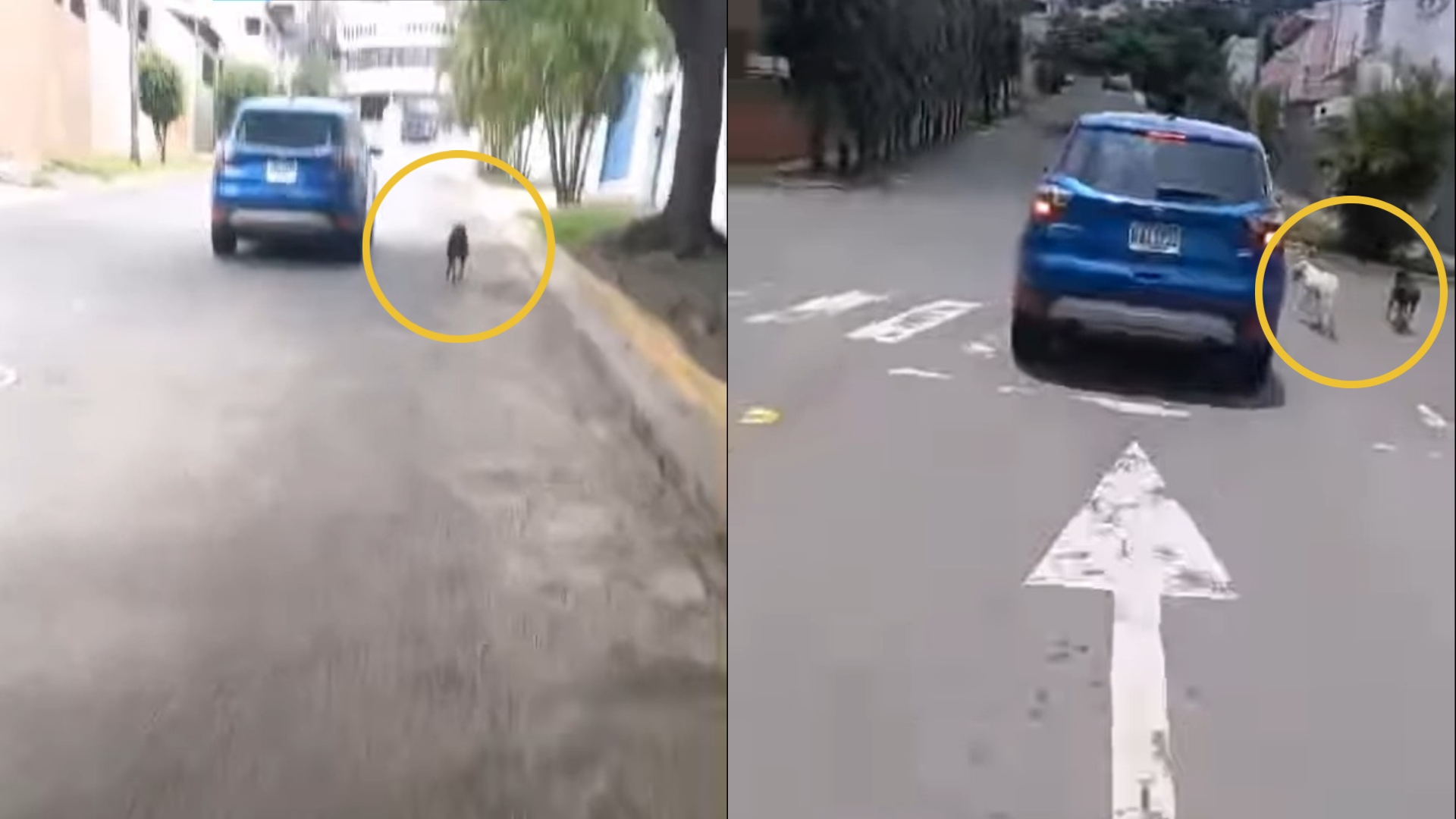 Denuncian abandono de tres perros en Tegucigalpa