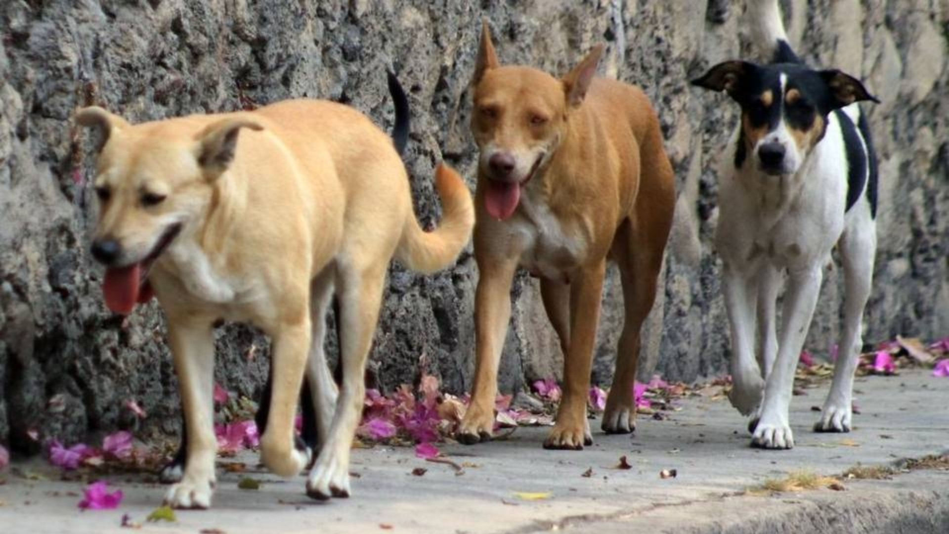 pandilleros le quitan la vida a perros en el mercado Perisur