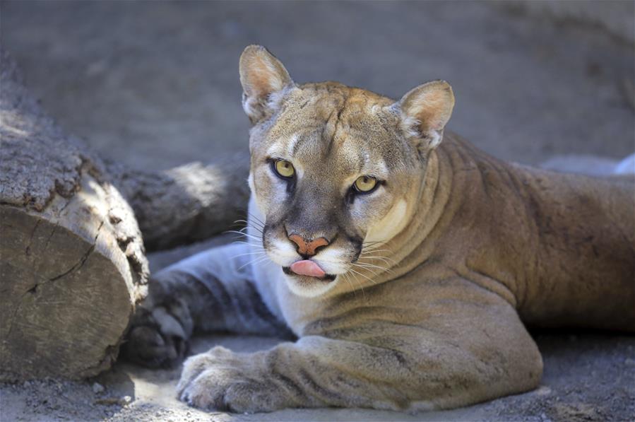 Zoológicos para visitar en Semana Morazánica