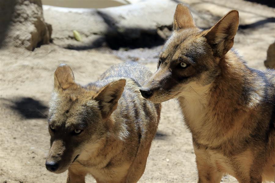 Zoológicos para visitar en Semana Morazánica