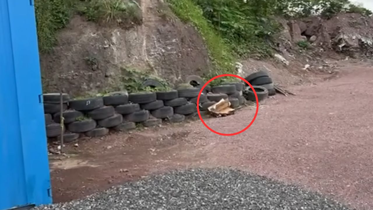 Feto ecnotrado en caja de cartón