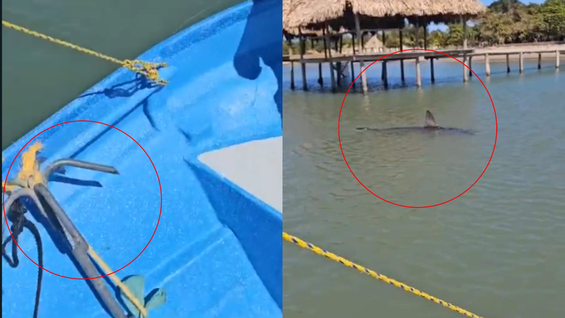 Tiburón ataca a hombre en Trujillo