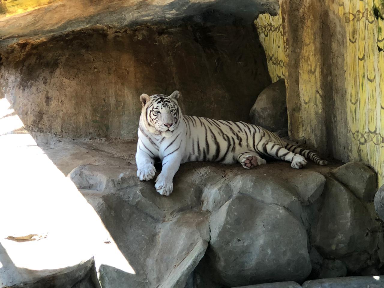 Zoológicos para visitar en Semana Morazánica