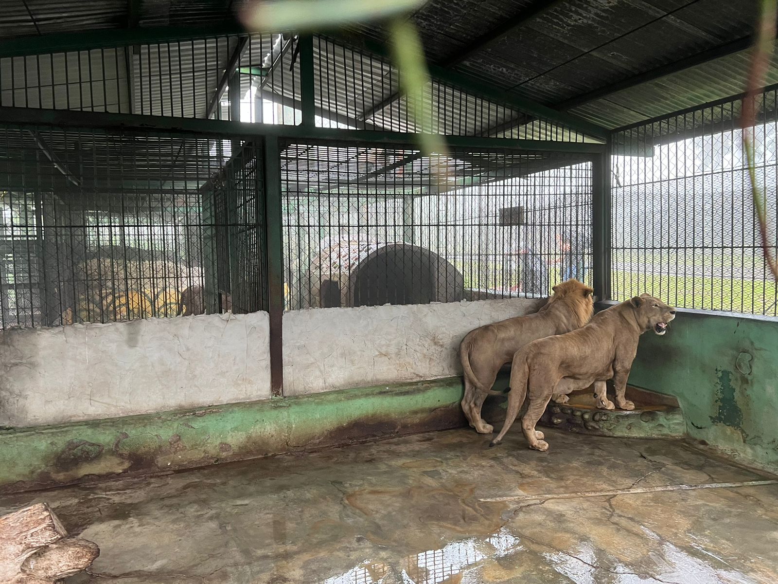 Zoológicos para visitar en Semana Morazánica
