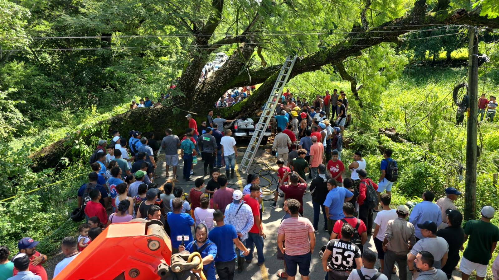 árbol Corpus Choluteca