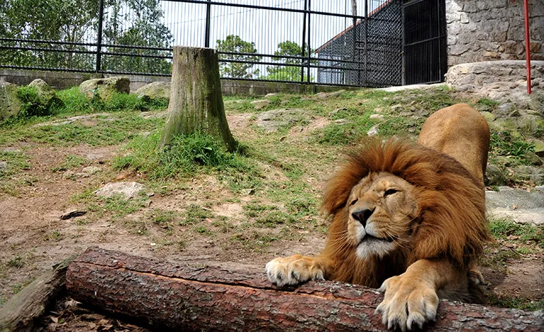 Zoológicos para visitar en Semana Morazánica