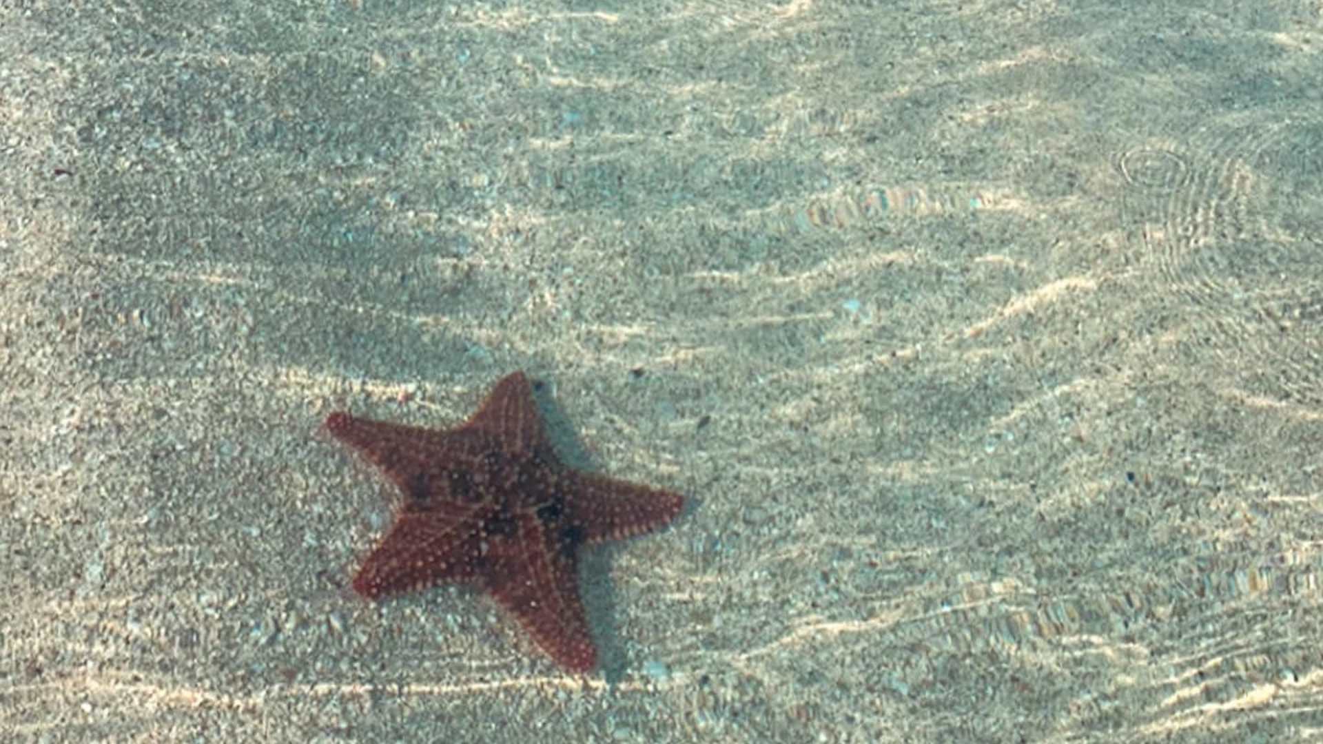 estrellas de mar roatán